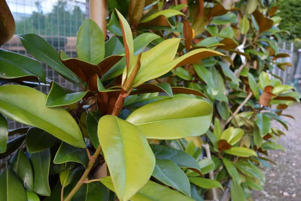Magnolia grandiflora 'Little Gem' 80-100 cm